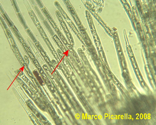 Alga rossa a pennello degli acquari